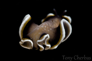 Magic Flatworm Floating Away by Tony Cherbas 